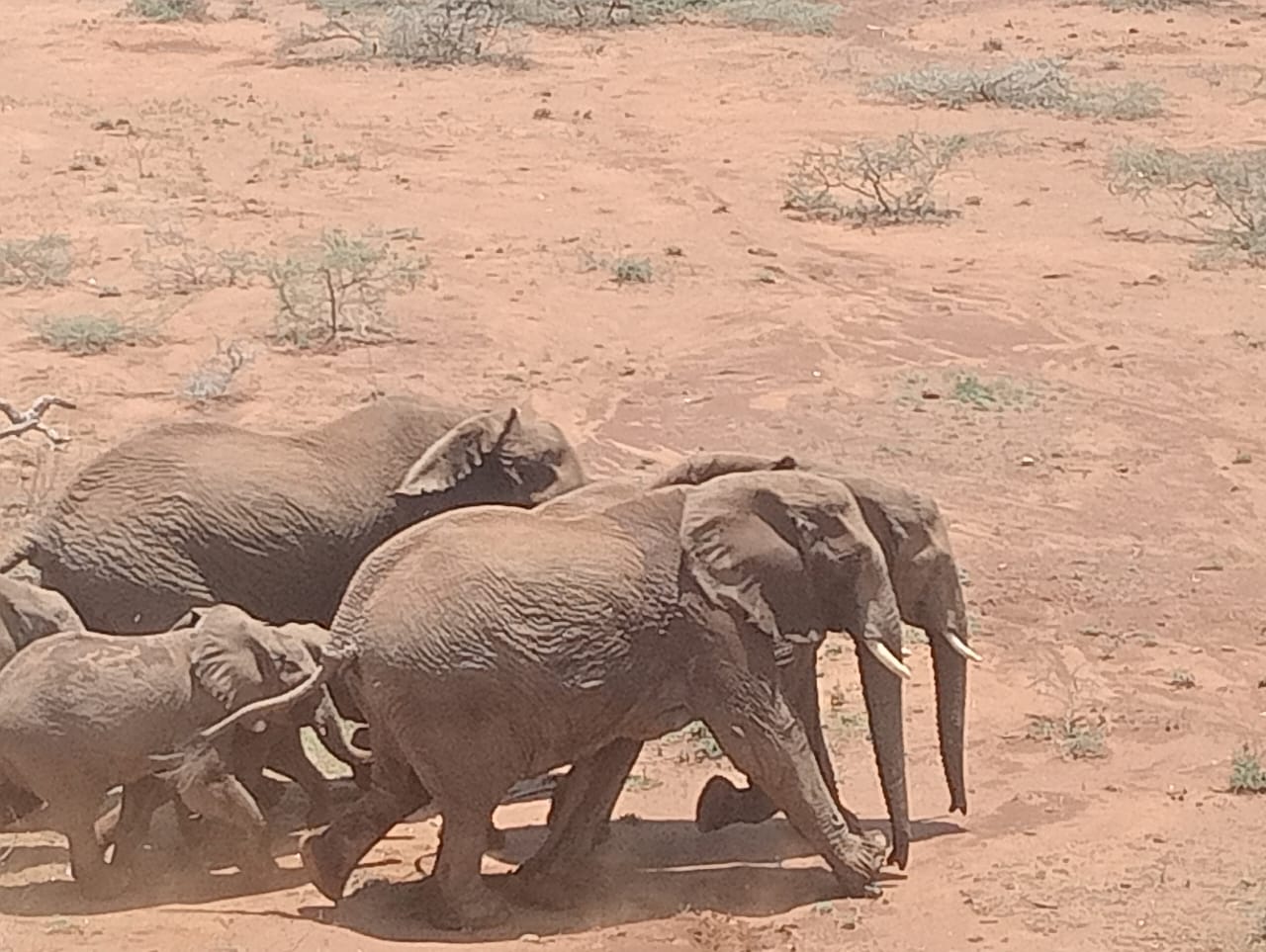 Ewuaso-Suswa-Conservancy-Image-35