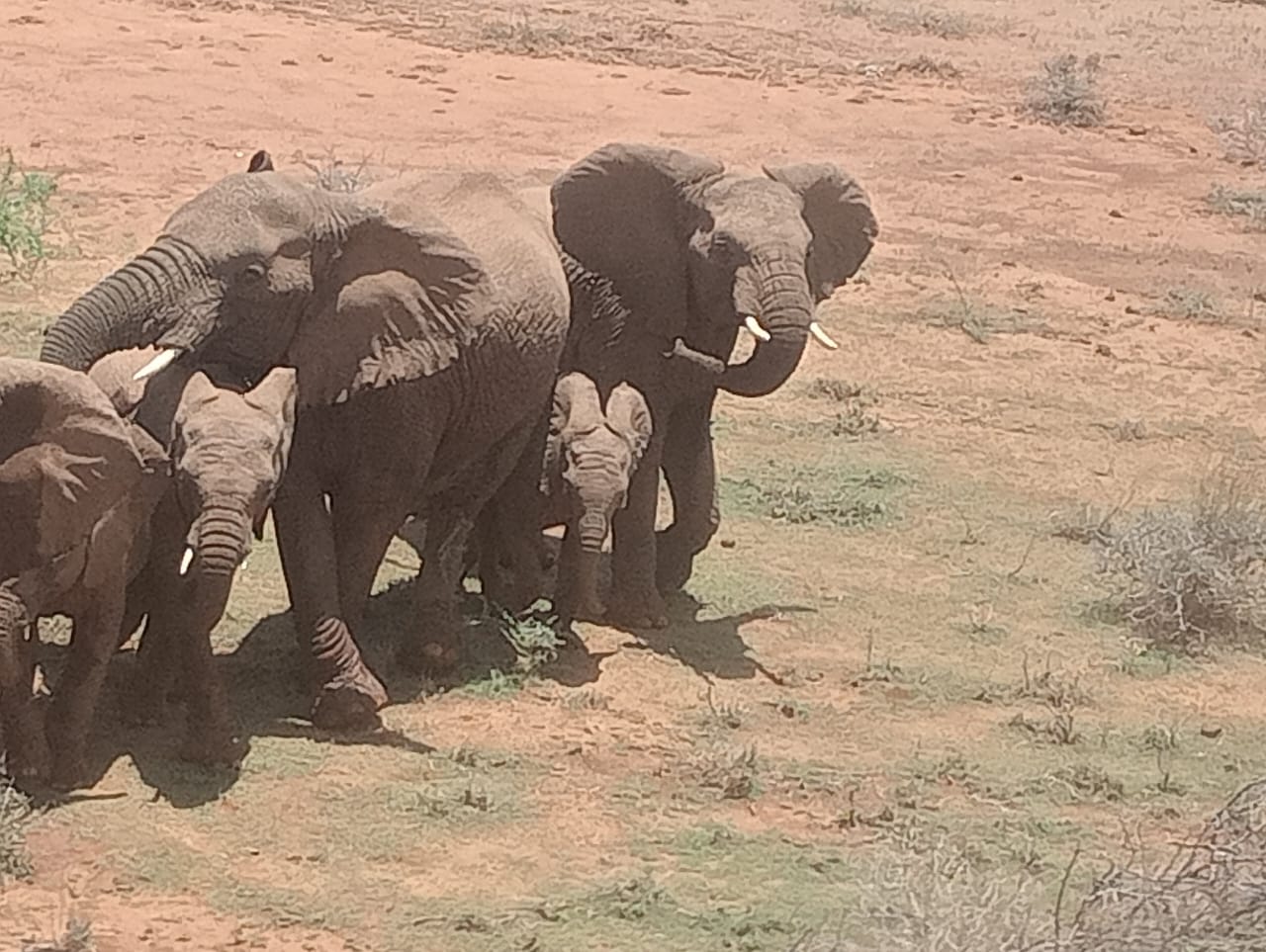 Ewuaso-Suswa-Conservancy-Image-36